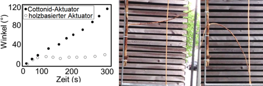 Cottonid1_en Cottonid1 Englisch